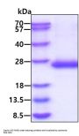 Rat IL-6 Recombinant Protein