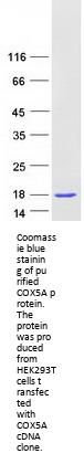 COX5A (NM_004255) Human Recombinant Protein