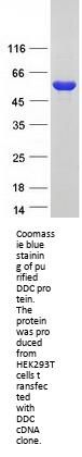 DOPA Decarboxylase (DDC) (NM_000790) Human Recombinant Protein