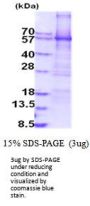 Human MAO-A Recombinant Protein