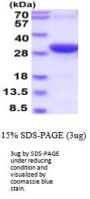 Human Synaptotagmin-1 Recombinant Protein