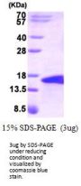 Human BMP5 (monomer) Recombinant Protein