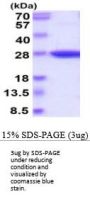 Human Glutathione Peroxidase 3/GPX3 (u73C) Recombinant Protein