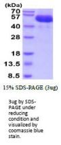 Human FGF R4 Recombinant Protein