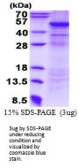 Human UQCRC2 Recombinant Protein