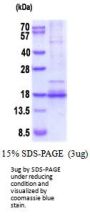 Human BDNF Recombinant Protein