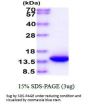 Human VAMP-1 Recombinant Protein