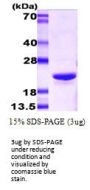 Mouse Crystallin alpha B Recombinant Protein