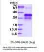Human IGFBP-6 Recombinant Protein