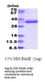 Human CDK2 Recombinant Protein