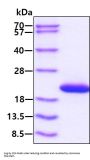 Mouse IL-1ra/IL-1F3 Recombinant Protein