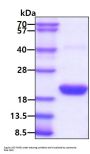 Rat IL-1ra/IL-1F3 Recombinant Protein