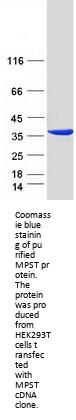 MPST (NM_001013436) Human Recombinant Protein