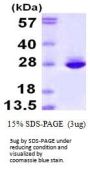 Human CNTF Recombinant Protein