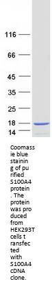 S100A4 (NM_019554) Human Recombinant Protein