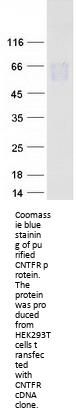 CNTF Receptor alpha (CNTFR) (NM_147164) Human Recombinant Protein