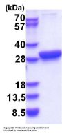 Human 14-3-3 theta/tau Recombinant Protein