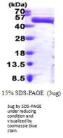 Human ERK1/MAPK3 Recombinant Protein