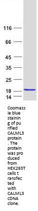 CALML3 (NM_005185) Human Recombinant Protein