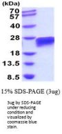 Mouse CD40/TNFRSF5 Recombinant Protein