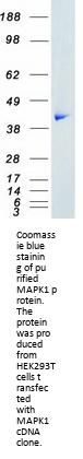ERK2 (MAPK1) (NM_138957) Human Recombinant Protein