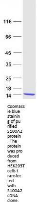 S100 alpha 2 (S100A2) (NM_005978) Human Recombinant Protein