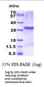 Human PTPN4 Recombinant Protein