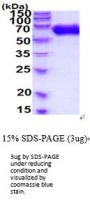 Human EphA2 Recombinant Protein