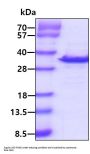 Human SHP-1 Recombinant Protein