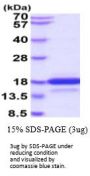 Human NTS Recombinant Protein