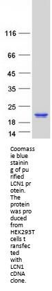 LCN1 (NM_002297) Human Recombinant Protein