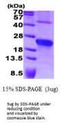 Human Syndecan-4 Recombinant Protein