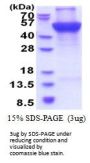 Human uQCRC1 Recombinant Protein