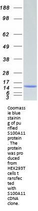 S100A11 (NM_005620) Human Recombinant Protein