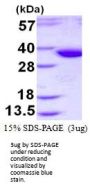 Human Epimorphin/Syntaxin 2 Recombinant Protein