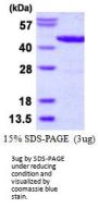 e.coli lldD Recombinant Protein