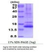 Human NT-4 Recombinant Protein