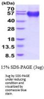 Human CD68 Recombinant Protein