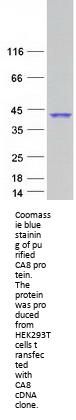 CA8 (NM_004056) Human Recombinant Protein