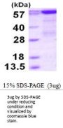 Human PCK1 Recombinant Protein