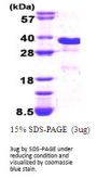 Human GADD153 Recombinant Protein