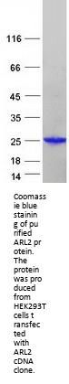 ARL2 (NM_001667) Human Recombinant Protein