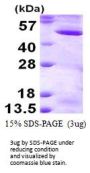 Human MEK2 Recombinant Protein