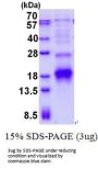 Human POLR2I Recombinant Protein
