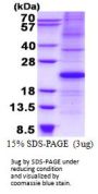 Human p21/CIP1/CDKN1A Recombinant Protein