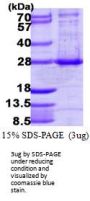Human ARL4A Recombinant Protein