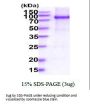 Human STAT3 Recombinant Protein