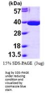 Human MDH2 Recombinant Protein