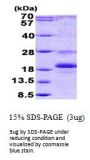 Human ID1 Recombinant Protein