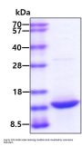 Mouse Leptin/OB Recombinant Protein